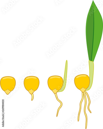 Sequential stages of corn (maize) seed germination isolated on white background