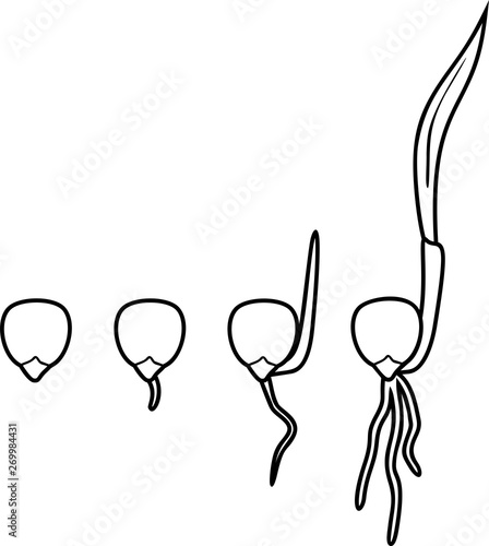 Coloring page with sequential stages of corn (maize) seed germination isolated on white background