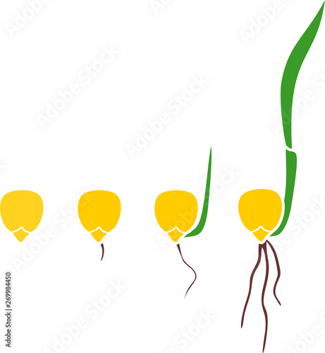 Sequential stages of corn (maize) seed germination isolated on white background