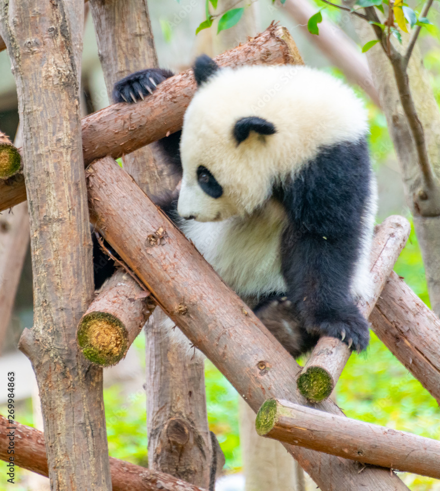 Obraz premium A cute little panda is climbing a tree trunk