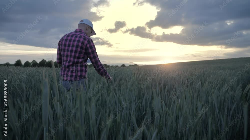 Modern male farmer inspecting his crop with a tablet computer in a field Modern male farmer inspecting his crop with a tablet computer in a field