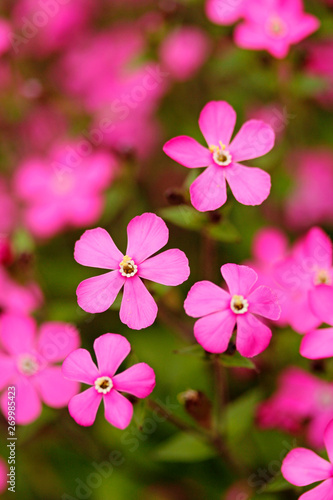 Silene flowers.