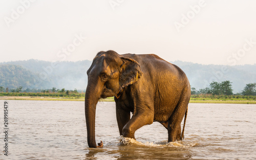 Elephant walking out of the Gandak river after his bath, in Chitwan National Park, Nepal photo