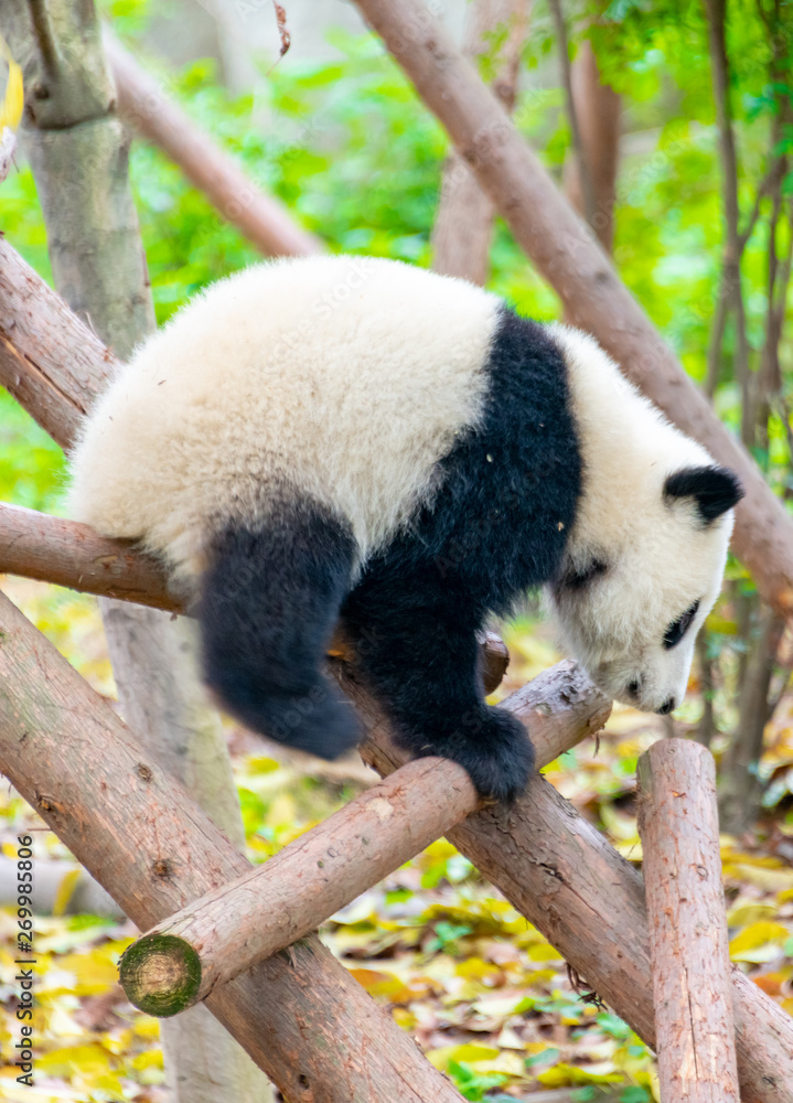 Fototapeta premium A cute little panda is climbing a tree trunk