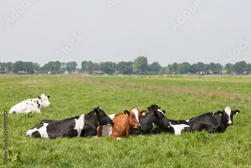 spotted cows recline in green grass of meadow