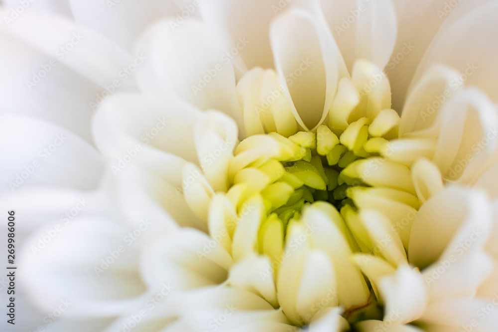 Close up chrysanthemum white Flower with yellow center and blurred petals on edges. Horizontal. Fresh beautiful crown daisy as expression of love and respect for postcard and wallpaper.