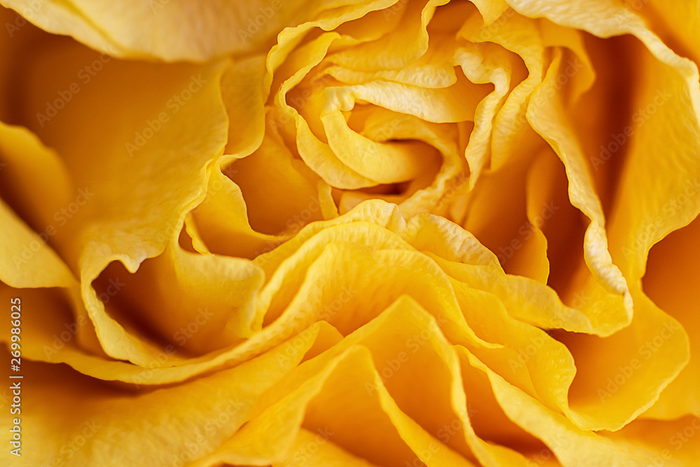 Close up view of a beautiful bright yellow rose with abstract curves of petals. Macro image. Fresh beautiful flower as expression of love and respect for postcard and wallpaper. Horizontal. Close up view of a beautiful bright yellow rose with abstract curves of petals. Macro image. Fresh beautiful flower as expression of love and respect for postcard and wallpaper. Horizontal.