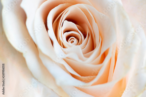 Close up view of a beautiful white rose with pastel pink tint. Macro image of white rose. Fresh beautiful flower as expression of love and respect for postcard and wallpaper. Horizontal.