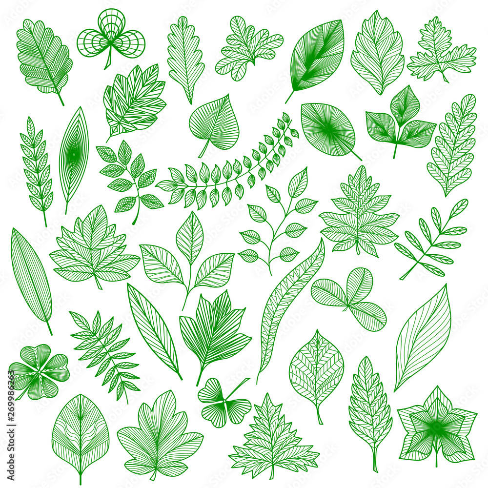 Set of green leaf. Vector illustration. EPS 10. Set of green leaf. Vector illustration. EPS 10.