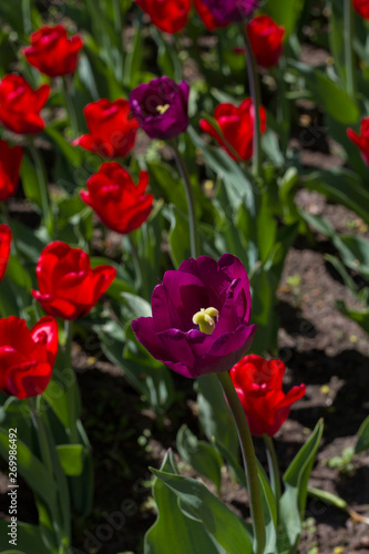 flower bed with large bright multicolored tulips lit by the sun
