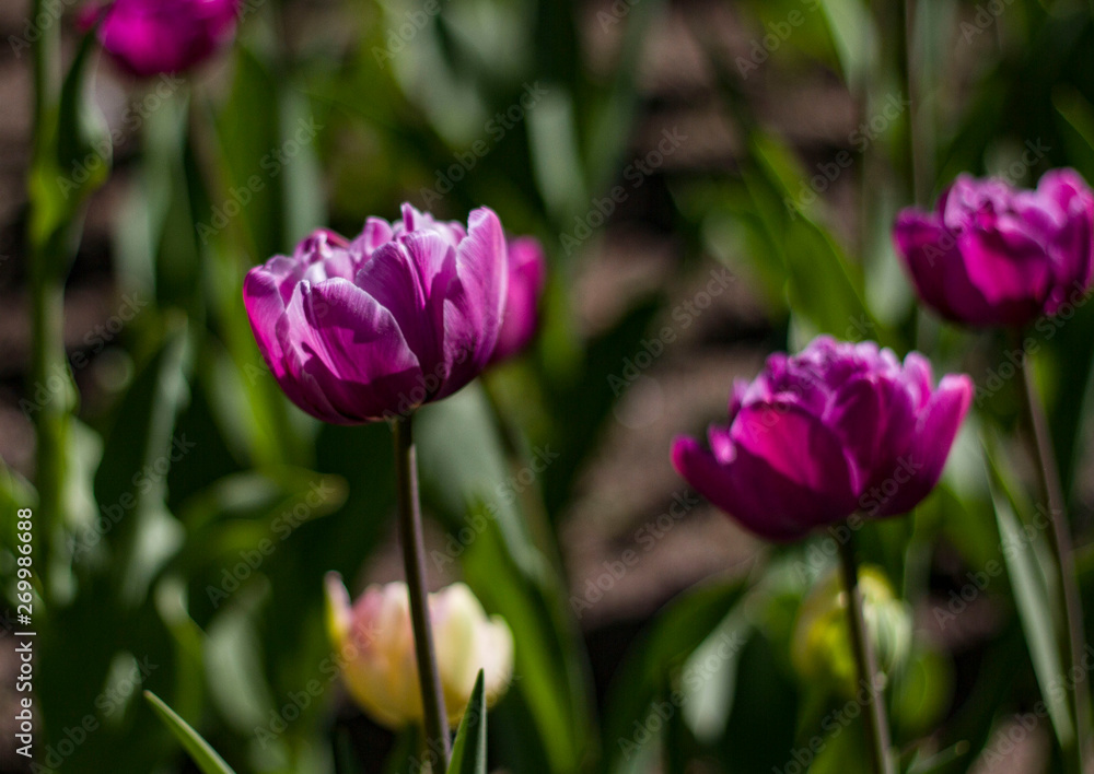 meadow with bright multicolored tulips lit by the spring sunshine meadow with bright multicolored tulips lit by the spring sunshine