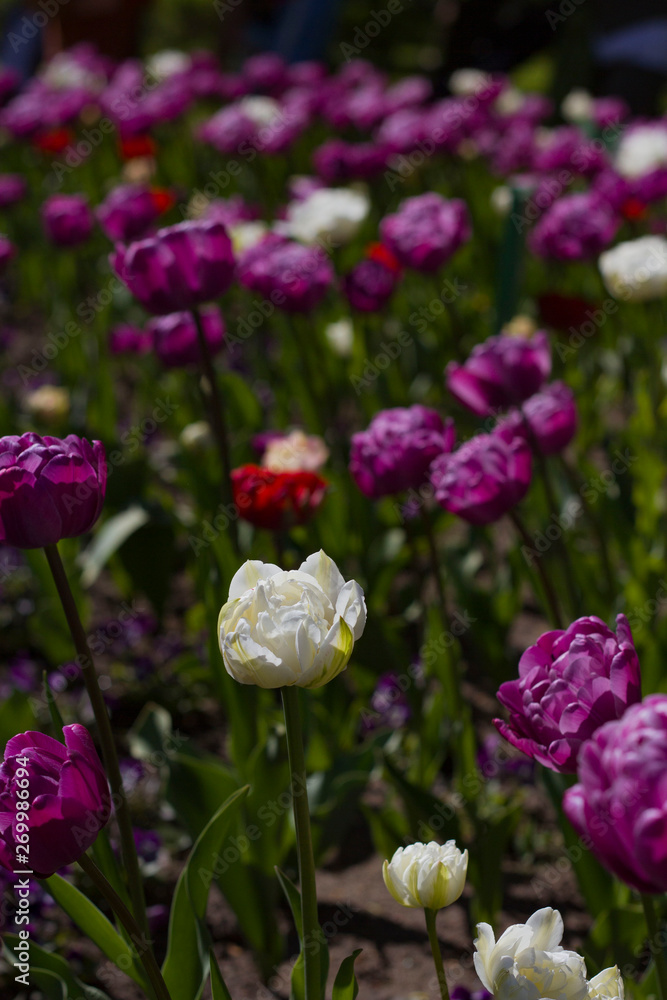 Obraz premium flower bed with large bright multicolored tulips lit by the sun