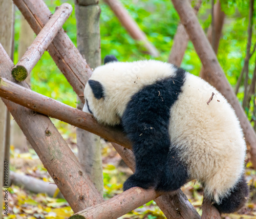 Fototapeta Naklejka Na Ścianę i Meble -   A cute little panda is climbing a tree trunk
