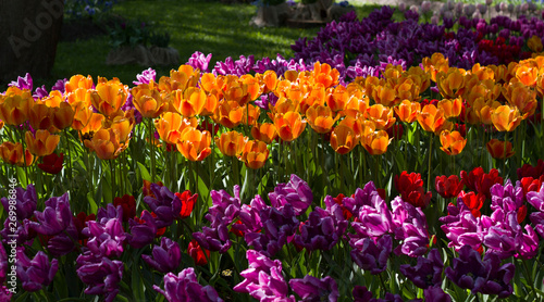 Fototapeta Naklejka Na Ścianę i Meble -  meadow with bright multicolored tulips lit by the spring sunshine