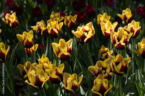 large bright yellow tulips lit by the sun on the background of other flowers.