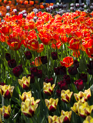 glade with large bright multicolored tulips lit by the sun.