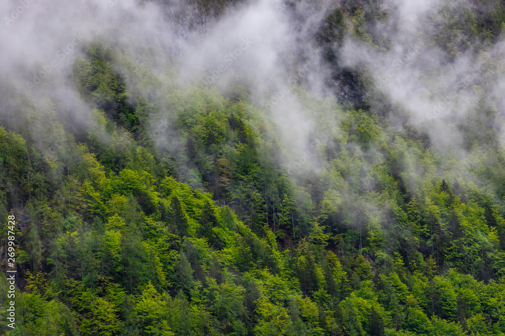 Beautiful, green and healthy forests help regulate global climate.