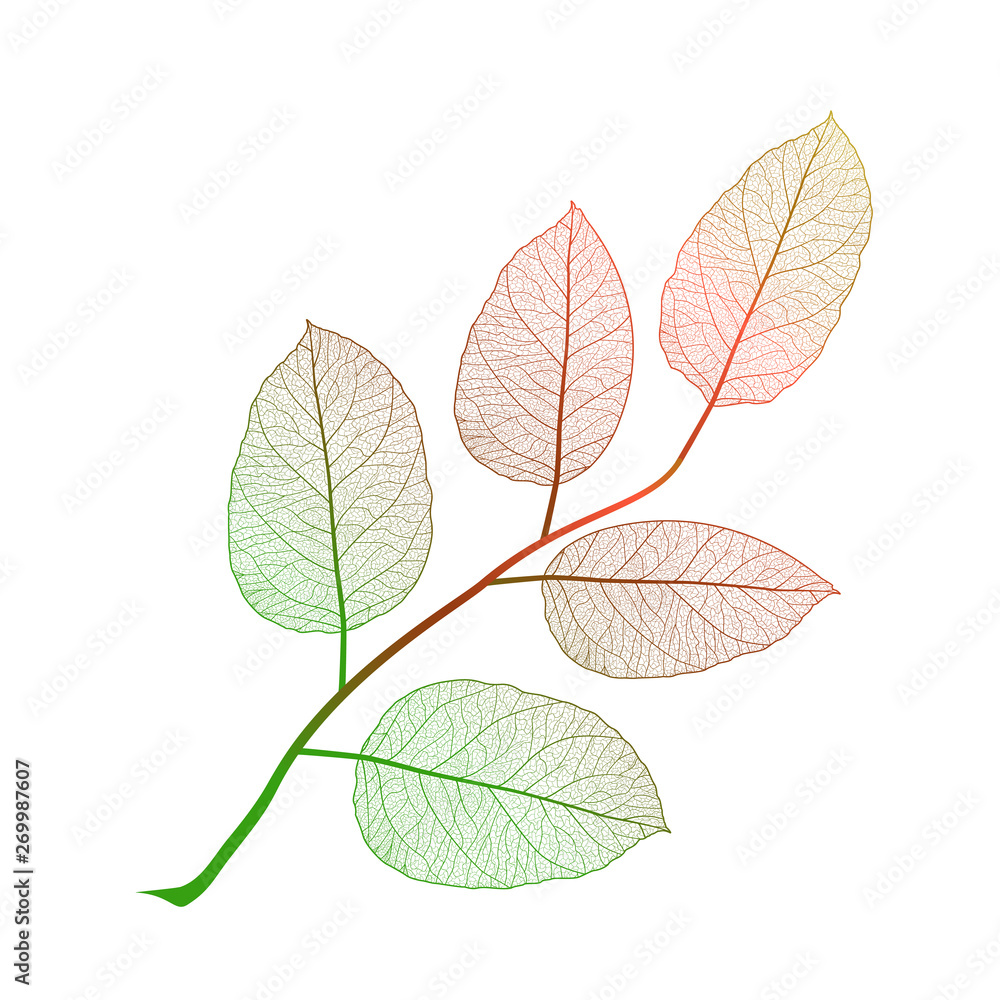 Leaf isolated. Vector illustration. EPS 10 Leaf isolated. Vector illustration. EPS 10
