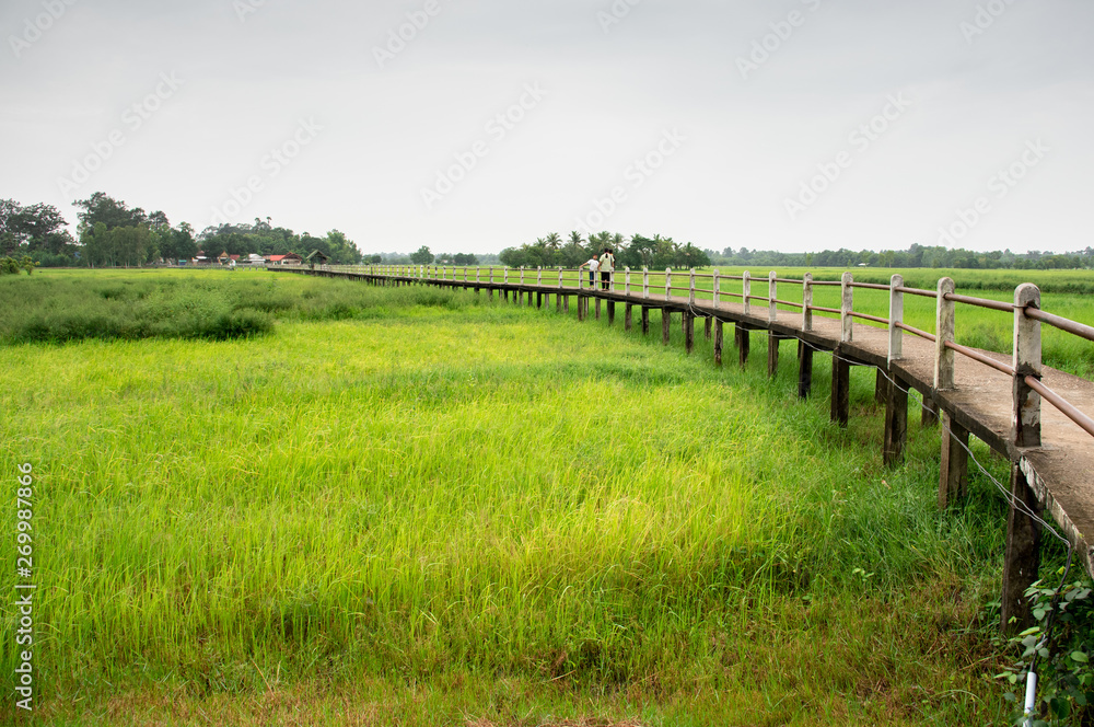 Countryside with Walkway In Rice Field