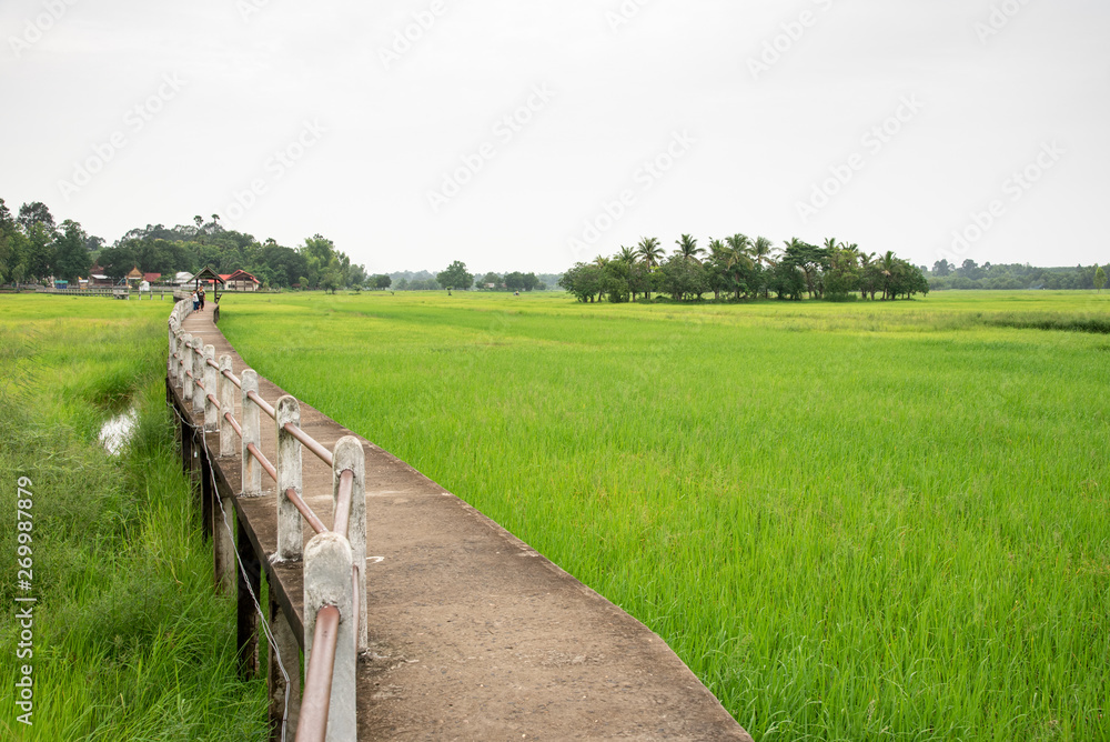 Countryside with Walkway In Rice Field