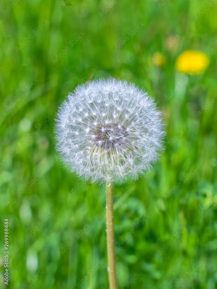 Close-up of white dandelion ball