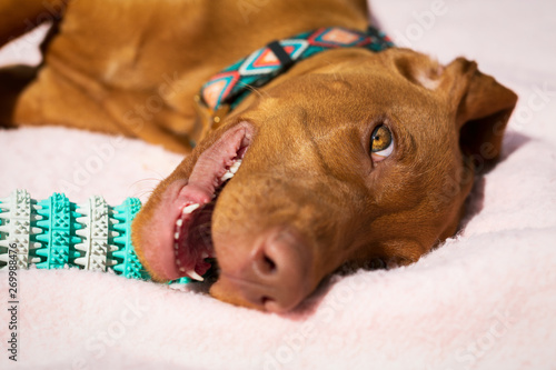 Cute vizsla puppy playing with teeth cleaning chew toy for dogs. Plaque removal, healthy dog teeth concept. Dental hygiene.