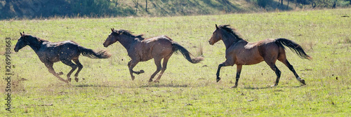 Three Galloping Wild Horses