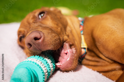 Cute vizsla puppy playing with teeth cleaning chew toy for dogs. Plaque removal, healthy dog teeth concept. Dental hygiene.