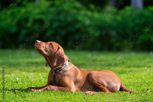 Obedience training. Vizsla puppy learning the Lie down Command. Cute Hungarian Vizsla puppy laying down on lawn.