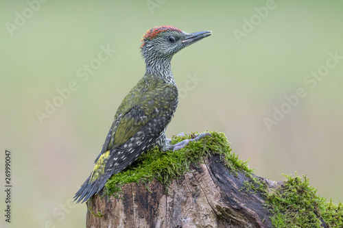 Wonderful portrait of European green woodpecker in rainy day (Picus virdis)