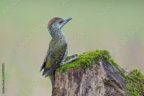 Wonderful portrait of European green woodpecker in rainy day (Picus virdis)
