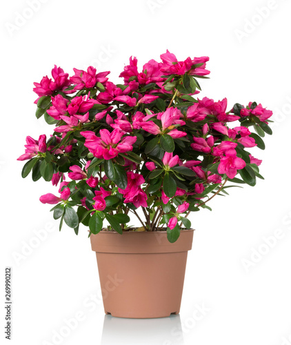 Azalea flower is in the pot. Bright beautiful pink flowers isolated on white photo