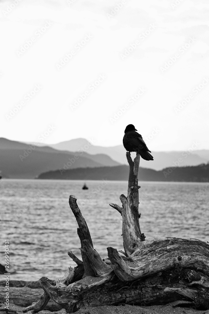 Lonely Crow 