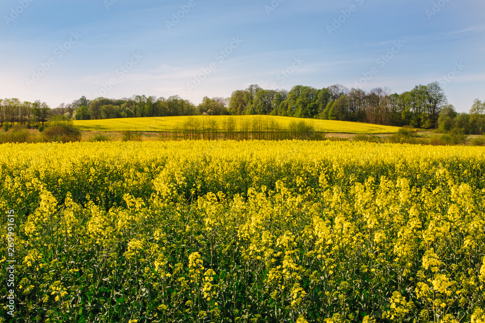 Rapeseed field