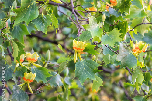 Amazing nature floral background with flowering Tulip tree or Liriodendron in the spring garden, photography of beautiful flowers suitable for wallpaper or desktop background