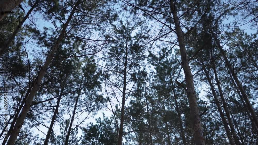 Green Forest. Pine Trees Fairy Forest. Untouched spruce. Forest pattern. Green Forest. Pine Trees Fairy Forest. Untouched spruce. Forest pattern.