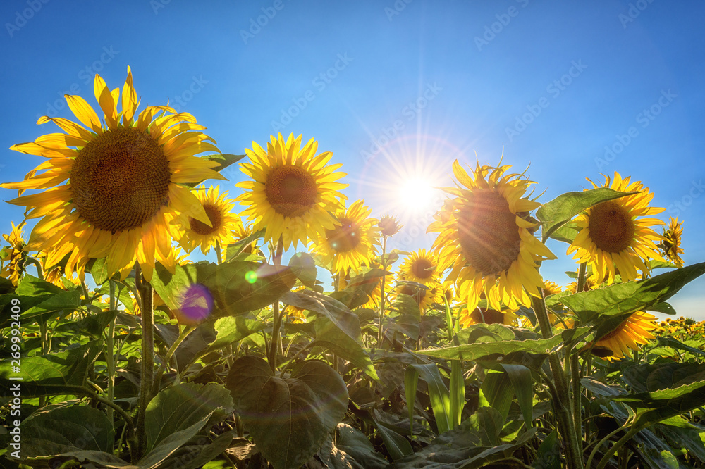 Sunflowers or helianthus at sunset, field of beautiful yellow flowers in  sunshine against a blue sky and sun with rays, nature photography suitable  for wallpaper or desktop background Stock Photo | Adobe