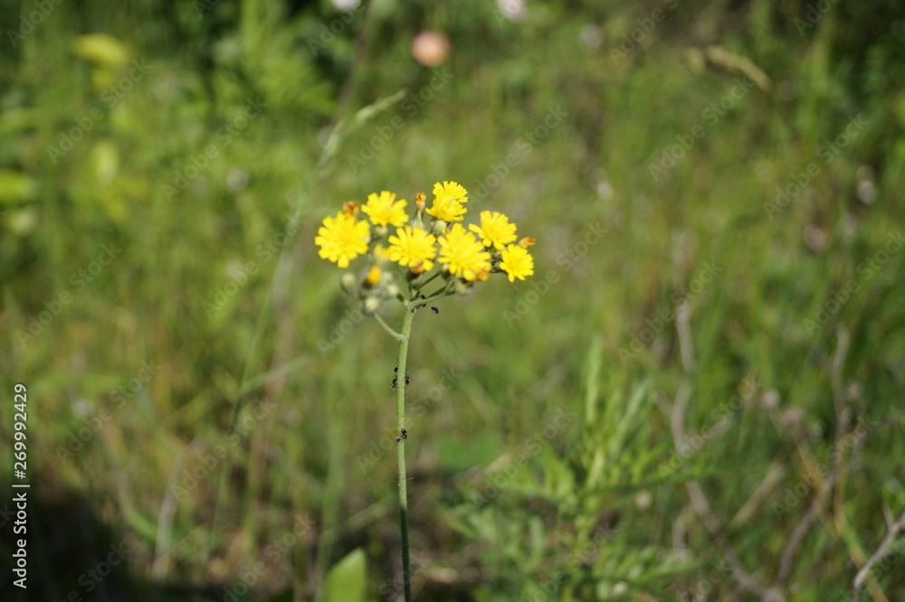 flowers on background of green grass flowers on background of green grass