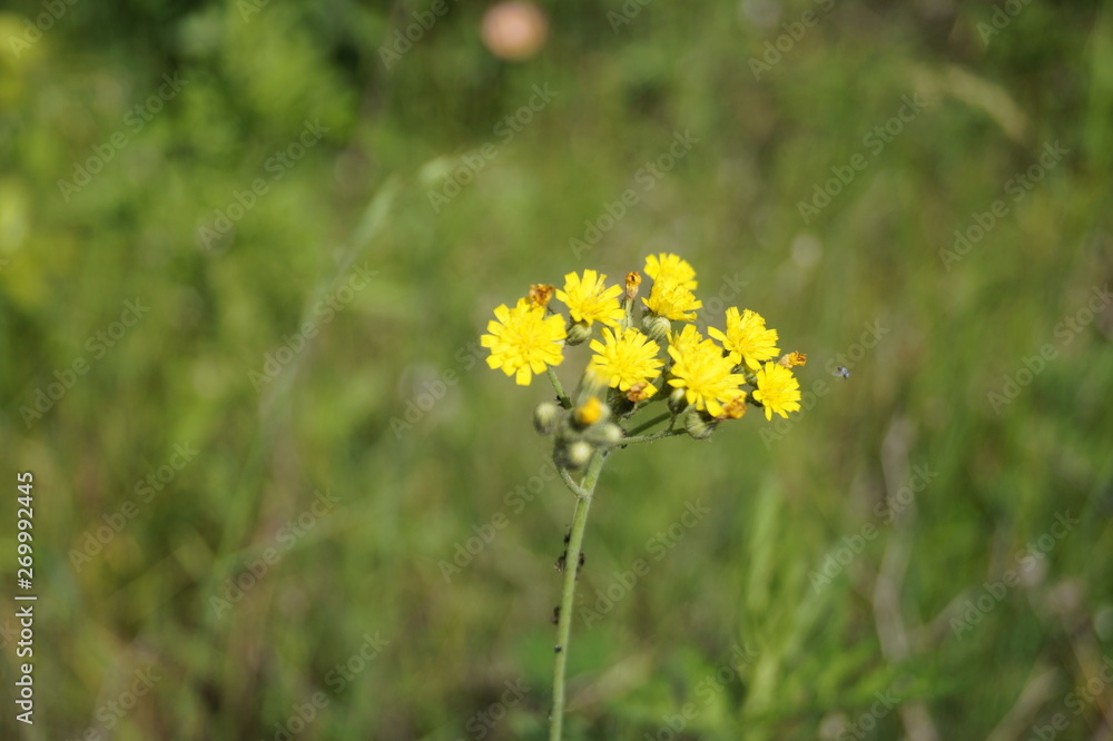 yellow flowers on background of green grass yellow flowers on background of green grass
