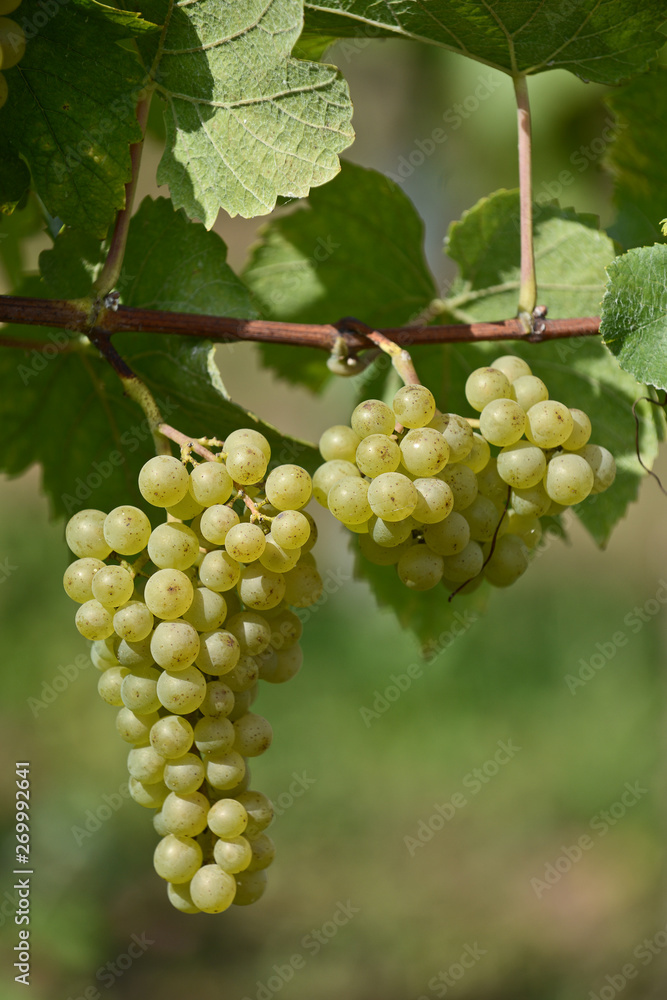 raisin fruit vin viticole vigne