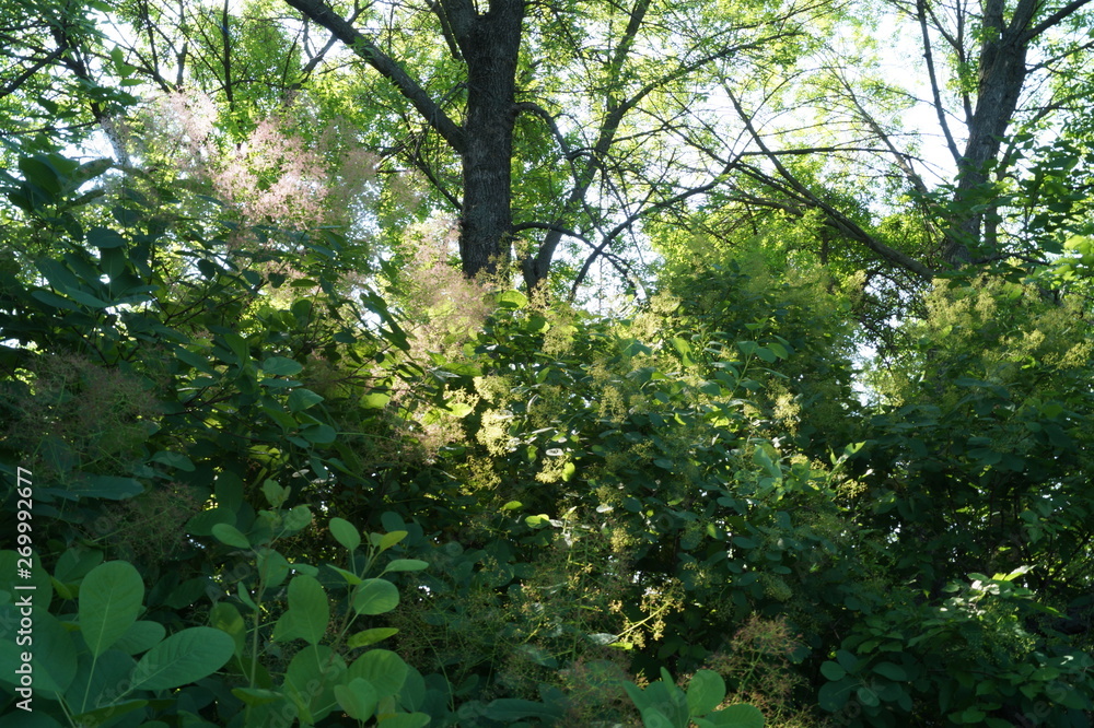 Fototapeta premium tree in forest