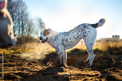 Portrait of Central Asian Shepherd Dog outdoor