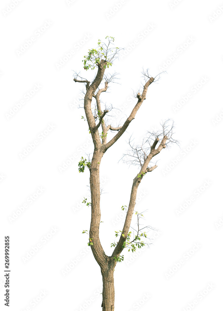 Fototapeta premium Dead tree isolated on white background