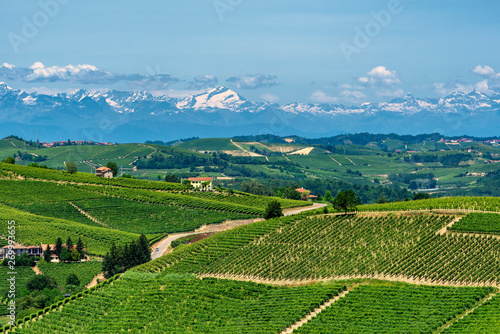 Quadro su tela Langhe, vineyards
