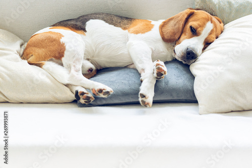 Beagle dog sleeping on a pillow on a sofa
