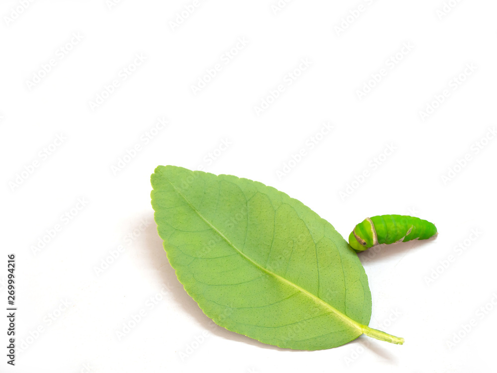 Obraz premium Green caterpillar on the leaves of lemon tree , selective focus