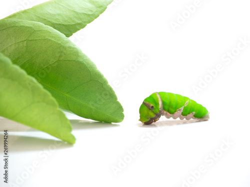 Green caterpillar on the leaves of lemon tree , selective focus