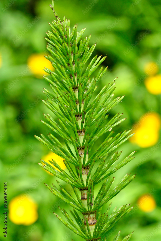 Horsetail. Equisetum arvense. Horsetail. Equisetum arvense.