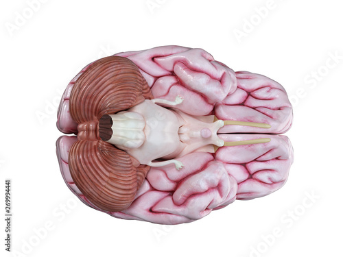 3d rendered medically accurate illustration of a human brain isolated on white