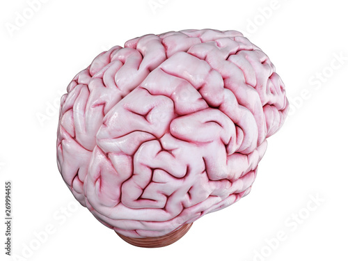 3d rendered medically accurate illustration of a human brain isolated on white